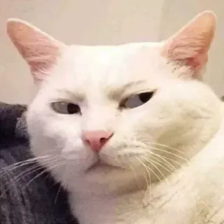 🐈 chat, chat blanc, animal, mème, drôle, mignon whatsapp sticker