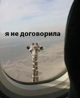🤨 я не договорила whatsapp sticker