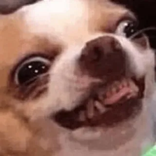 🤣 chihuahua dog, chihuahua, funny, meme, animal, reaction, close up whatsapp sticker
