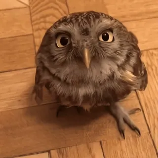 🦉 sowa, ptak, słodki, zwierzę, dzika przyroda telegram sticker