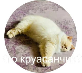 ❤️ кто крусанчик? кот, питомец, животное, милый, русский, смешной, мем whatsapp sticker