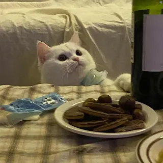 ❓ 고양이, 흰 고양이, 애완동물, 동물, 귀여운, 집고양이 telegram sticker