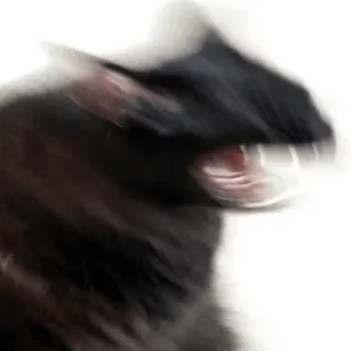 🤠 Katze, schwarze Katze, wütend, verschwommen, Tier, Haustier telegram sticker