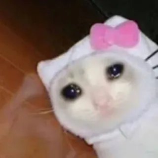 💧 traurige Katze, Katze, Tier, Meme, Hello Kitty telegram sticker