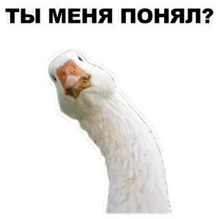 👀 ТЫ МЕНЯ ПОНЯЛ? oie, oiseau, russe, animal, question whatsapp sticker