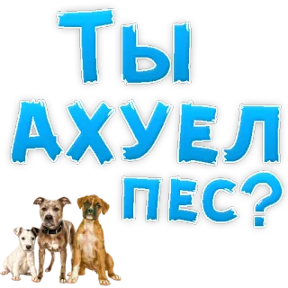 🐶 ТЫ АХУЕЛ ПЕС? dogs, offensive language, russian, text, animals telegram sticker