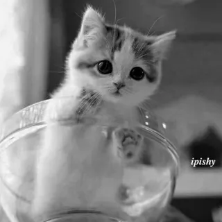 🕸 ipishy 猫, 小猫, 宠物, 动物, 可爱, 碗, 黑白 telegram sticker