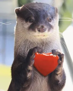 ❤️ otter, heart, animal, cute, love, red telegram sticker