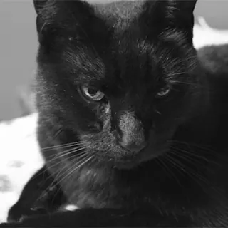 🐈‍⬛ mèo, mèo đen, động vật, thú cưng, mèo nhà telegram sticker