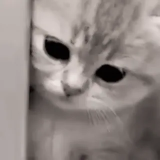 🥺 gato, gatinho, animal de estimação, animal, fofo telegram sticker