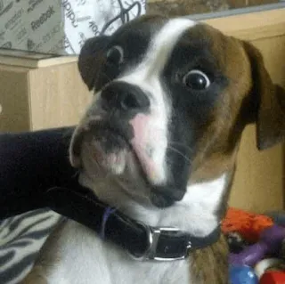 😳 hond, boxer, grappig, huisdier, dier, schattig, verward telegram sticker