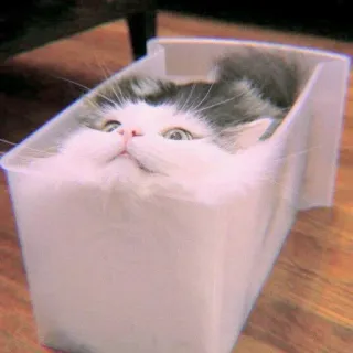 🍣 gatto, animale, animale domestico, divertente, scatola telegram sticker