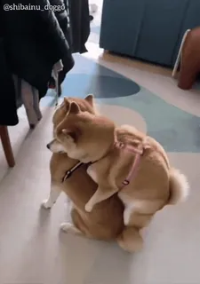🦖 chiens, shiba inu, animaux, animal de compagnie, chien, drôle, jouer, animal domestique telegram sticker