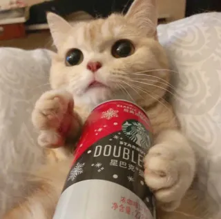 😻 DOUBLE gato, Starbucks, bebida, lata, fofo, floco de neve telegram sticker