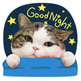 😴 Good Night Katze, Gute Nacht, Sterne, Tier, Süß telegram sticker