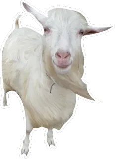 😊 goat, animal, white, mammal telegram sticker