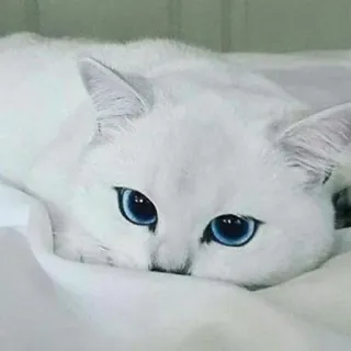 🐈 kat, witte kat, blauwe ogen, dier, schattig, huisdier telegram sticker
