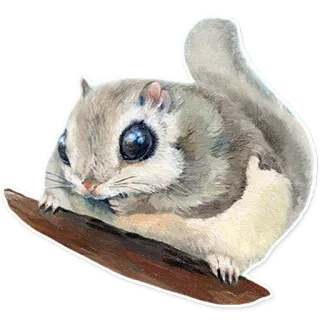 🐿 リス, 動物, かわいい, 野生動物, 自然, げっ歯類 whatsapp sticker