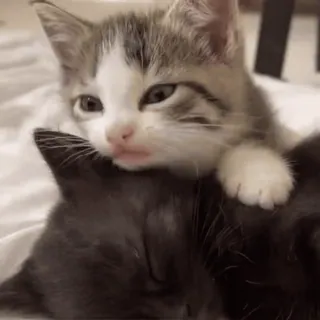😘 gato, gatinho, animais, fofo, animal de estimação whatsapp sticker
