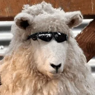 🐑 sheep, cool, sunglasses, animal whatsapp sticker