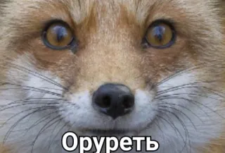 😯 Оруреть raposa, animal, meme, chocado, surpreso telegram sticker