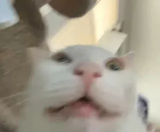 🤮 cat, white cat, animal, pet, funny telegram sticker
