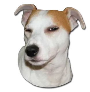 😏 dog, wink, funny, animal, pet telegram sticker