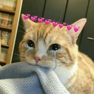 🐱 gatto, animale, animale domestico, piangere, cuore, triste telegram sticker