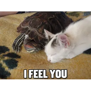 ❤ I FEEL YOU tortuga, gato, dormido, animal, amistad telegram sticker