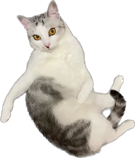 😳 chat, animal, chat domestique, animal de compagnie, félin whatsapp sticker