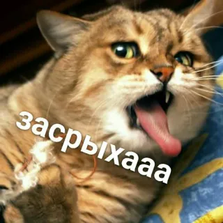 😳 засрыхааа кот, язык, обидный, грубый, средний палец, мем telegram sticker