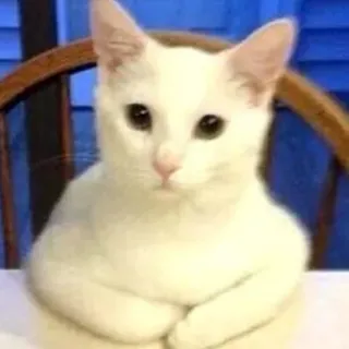 🙄 Katze, weiß, sitzend, Tier, niedlich telegram sticker