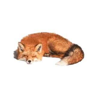 @wisdom_droplets A Animals — @stckrRobot telegram stickers