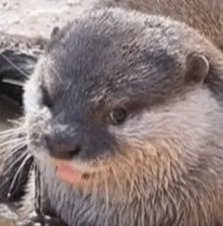 😤 otter, animal, mammal, cute, wildlife telegram sticker