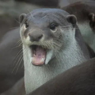 🐾 Loutre, Animal, Mammifère, Faune, Nature whatsapp sticker