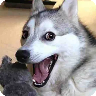 😃 dog, husky, meme, funny, animal, pet, shocked, surprise telegram sticker