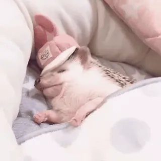 💤 Igel, schlafend, süß, Tier, Haustier telegram sticker