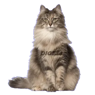 🙃 DIGELA chat, animal, animal de compagnie, animal domestique whatsapp sticker