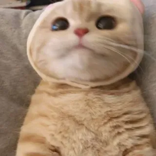 😺 gato, fofo, animal de estimação, animal whatsapp sticker