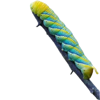 Caterpillar whatsapp stickers