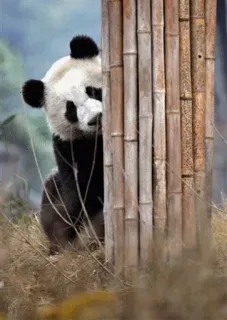 🤪 panda, animal, bambu, fofo, natureza, vida selvagem, zoo telegram sticker