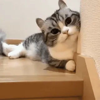 🐈⬛️ кот, милый, животное, питомец, кошачий telegram sticker