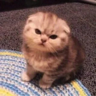 😠 chat, chaton, mignon, scottish fold, en colère, adorable whatsapp sticker