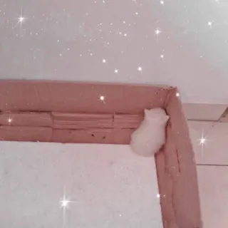 🐱 Hamster, weiß, Nagetier, Tier, Haustier, süß telegram sticker