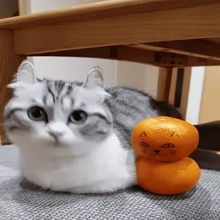 🍊 chat, chaton, orange, drôle, mignon, animal de compagnie, animal, mandarine telegram sticker