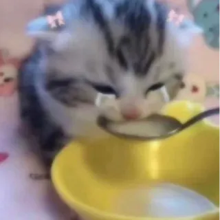 😭 cat, kitten, crying, food, sad telegram sticker