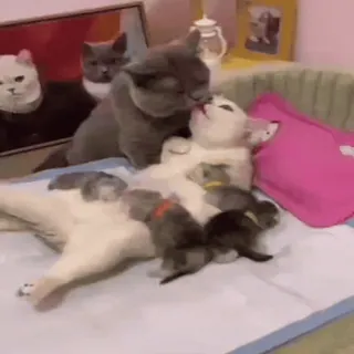 👨‍👩‍👧‍👦 고양이, 새끼 고양이, 동물, 애완 동물, 귀여운, 가족, 엄마 고양이 whatsapp sticker