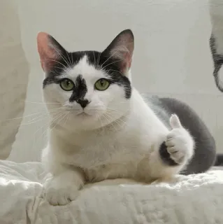 ⚡️ gato, animal, mascota, pulgar arriba, positivo telegram sticker