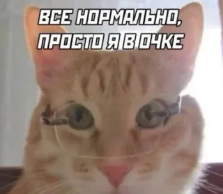 🤓 ВСЕ НОРМАЛЬНО, ПРОСТО Я В ОЧКЕ kot, okulary, śmieszne, mem, zwierzę telegram sticker