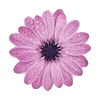 🌸